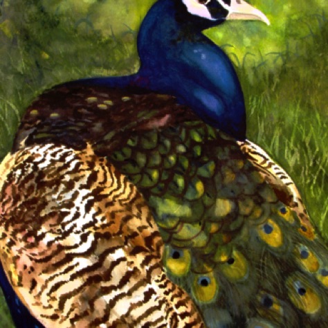 Peacock
30x22